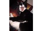 Oreo, Domestic Shorthair For Adoption In Clifton Heights, Pennsylvania
