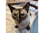 Cookie, Siamese For Adoption In Harrisburg, North Carolina