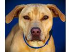 Adopt Maddie a Pit Bull Terrier, Mixed Breed