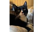 Kj, Domestic Shorthair For Adoption In Staten Island, New York