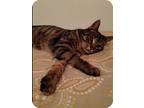 Leo, Domestic Shorthair For Adoption In Clifton Heights, Pennsylvania