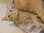 Unholy Ravioli, Domestic Shorthair For Adoption In Wheaton, Illinois