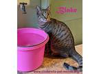 Blake, Domestic Shorthair For Adoption In Mission, Texas
