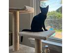 Gene And Lou Bonded Pair, Domestic Shorthair For Adoption In Clifton Heights