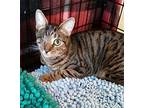Jaime, Kelsey, (tory Adopted), Domestic Shorthair For Adoption In Staten Island