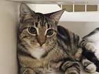 Gump, Domestic Shorthair For Adoption In Fort Worth, Texas