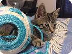Andy/ Bonded With Abby, Domestic Shorthair For Adoption In Clifton Heights