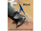 Mimi, Domestic Shorthair For Adoption In Mission, Texas