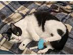 Venus, Domestic Shorthair For Adoption In Osage Beach, Missouri