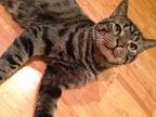 Barney- Social, Dog Alike, Domestic Shorthair For Adoption In Clifton Heights