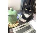 Sheba, Domestic Shorthair For Adoption In Mead, Washington