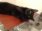 Dexter/ Dog Alike Personality, Domestic Shorthair For Adoption In Clifton