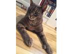 Samuel/ Dog Alike Personality, Domestic Shorthair For Adoption In Clifton