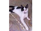 Sofia, Domestic Shorthair For Adoption In Clifton Heights, Pennsylvania