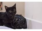 Coco & Kiko, Domestic Shorthair For Adoption In Staten Island, New York