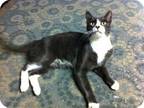 Henry/ Great Companion, Domestic Shorthair For Adoption In Clifton Heights