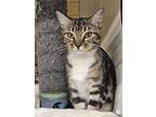Tator, Domestic Shorthair For Adoption In Fort Worth, Texas