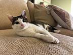 Reba, Domestic Shorthair For Adoption In Wheaton, Illinois