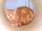 Mccovey, Domestic Shorthair For Adoption In San Francisco, California