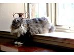 Bonded Pair, Clooney & Sophie, Maine Coon For Adoption In Clifton Heights