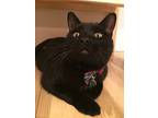 Ozzy/dog Alike/smart, Curious, Domestic Shorthair For Adoption In Clifton