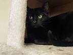 Freya, Domestic Shorthair For Adoption In Osage Beach, Missouri