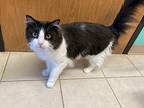 Mist, Domestic Longhair For Adoption In Osage Beach, Missouri