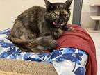 Zena, Domestic Shorthair For Adoption In Osage Beach, Missouri