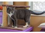 Reno, Domestic Shorthair For Adoption In Mission, Texas
