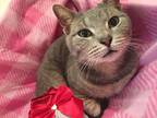 Gracie/ Declawed, Domestic Shorthair For Adoption In Clifton Heights