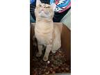 Garfield/dog Alike Personality, Domestic Shorthair For Adoption In Clifton