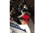 Florentine/ Loving And Sweet, Calico For Adoption In Clifton Heights