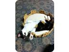 Amber- Single Cat Home, Calico For Adoption In Clifton Heights, Pennsylvania