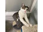 Peppo, Domestic Shorthair For Adoption In Wheaton, Illinois