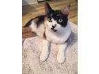 Amber/funny, Domestic Shorthair For Adoption In Clifton Heights, Pennsylvania