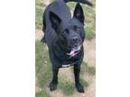 Adopt Midnight a Mixed Breed, Labrador Retriever