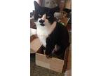 Domino Prefers Single Cat Home, Domestic Shorthair For Adoption In Clifton