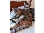 Ivy And Bloom, Domestic Shorthair For Adoption In Denver, North Carolina