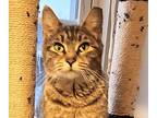 Jane, Domestic Shorthair For Adoption In Denver, North Carolina