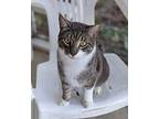 Oliverio, Domestic Shorthair For Adoption In Mission, Texas