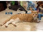 Kyo, Domestic Shorthair For Adoption In Mission, Texas