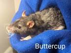 Adopt Buttercup a Rat