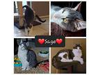 Sage, Domestic Shorthair For Adoption In Fort Worth, Texas