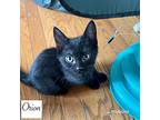 Wednesday, Cosmo, Sabrina,orio, Domestic Shorthair For Adoption In Staten