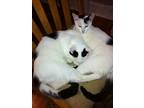 Bonded Pair: Benny & Barney, Domestic Shorthair For Adoption In Clifton Heights