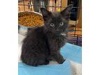 Monkey, Domestic Mediumhair For Adoption In Yaphank, New York