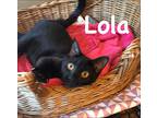 Lola, Domestic Shorthair For Adoption In Yaphank, New York