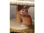 Simba And Chedder - Bonded, Domestic Shorthair For Adoption In Clifton Heights