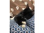 Little Onyx, Lap Kitten, Domestic Shorthair For Adoption In Clifton Heights