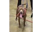 Diego, American Pit Bull Terrier For Adoption In Topeka, Kansas